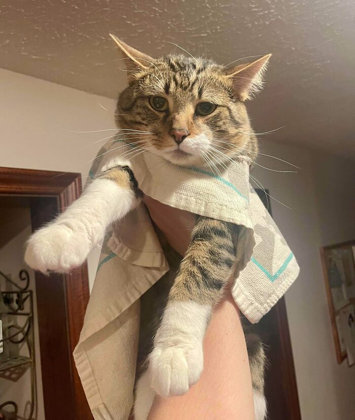 Tabby cat draped in a towel being held up, featured in pet owner online shaming for mischievous behavior.