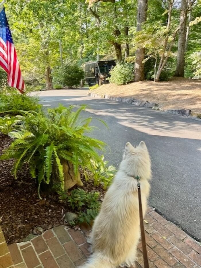 White fluffy dog sitting near garden and a UPS delivery truck on a tree-lined street with American flag nearby.