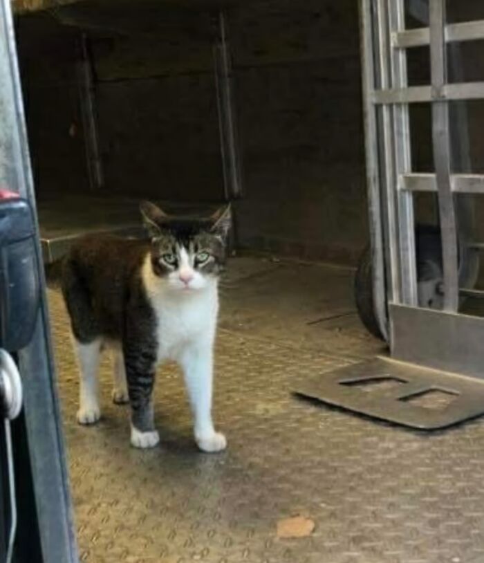 Tabby and white cat inside a UPS truck standing near a hand truck among packages, showcasing adorable pets UPS drivers meet.