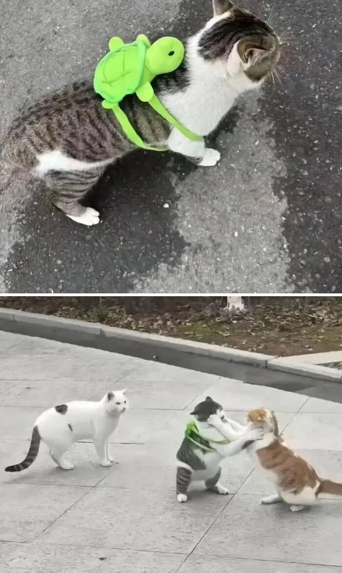 Tabby cat wearing a small green turtle backpack and cats playfully interacting on a city sidewalk, showcasing amazing cats.