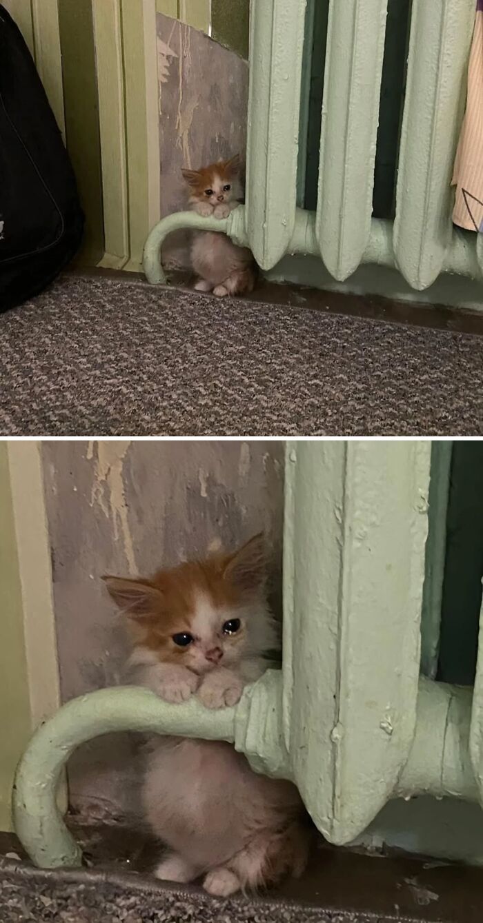 Small orange and white cat with an immaculate aura resting by a pale green radiator on a carpeted floor.