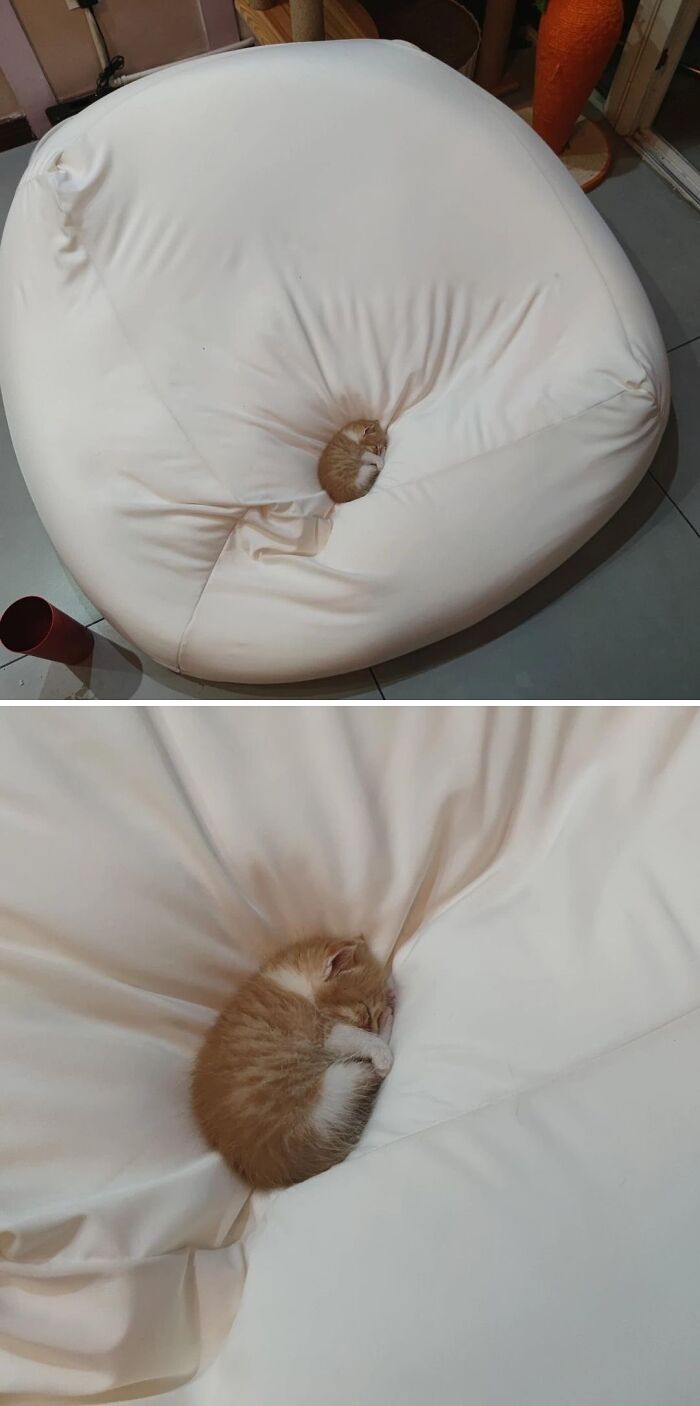 Tiny orange kitten with immaculate aura sleeping curled up in the center of a large white bean bag chair indoors