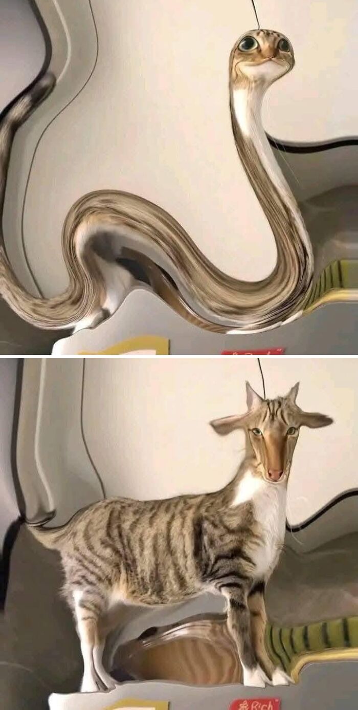 Two cats with distorted, surreal shapes and features, showcasing unique and amazing cat auras indoors.