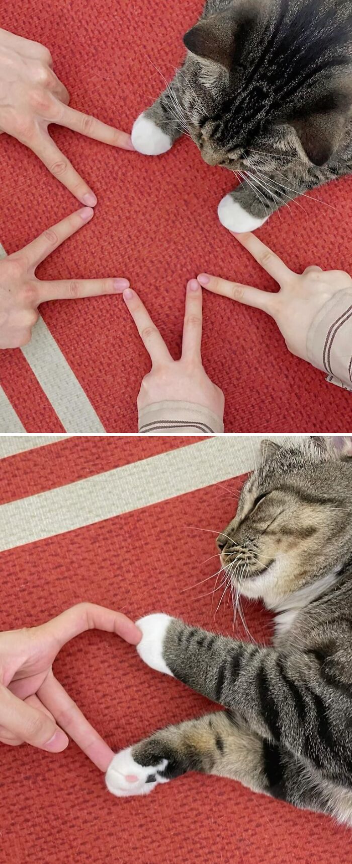 Tabby cat with immaculate aura touching human fingers on red carpet in a cozy indoor setting.