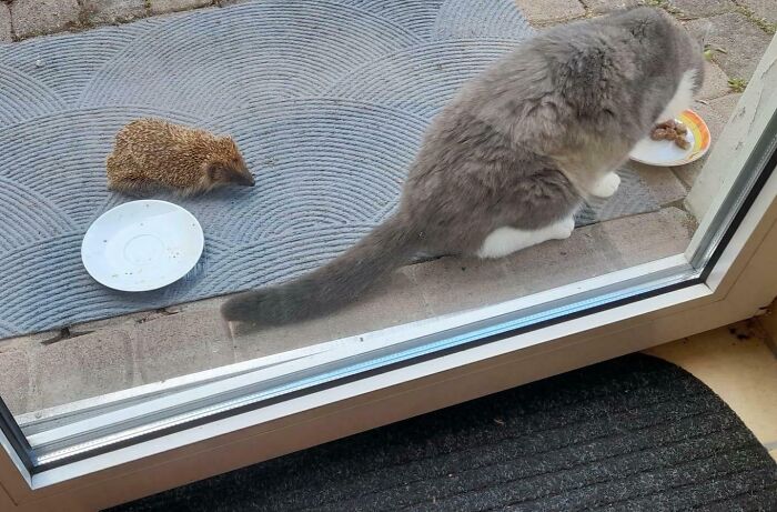 A hedgehog and a gray cat eating from separate plates outside a glass door, showcasing wholesome moments.