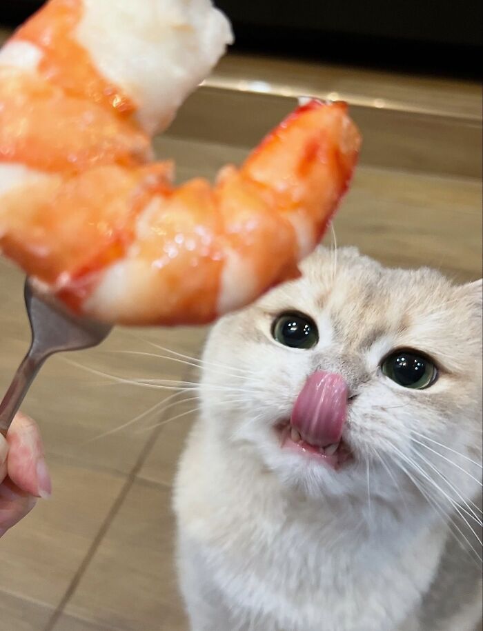 Light-colored cat with bright eyes licking its lips while looking at a large cooked shrimp on a fork nearby.