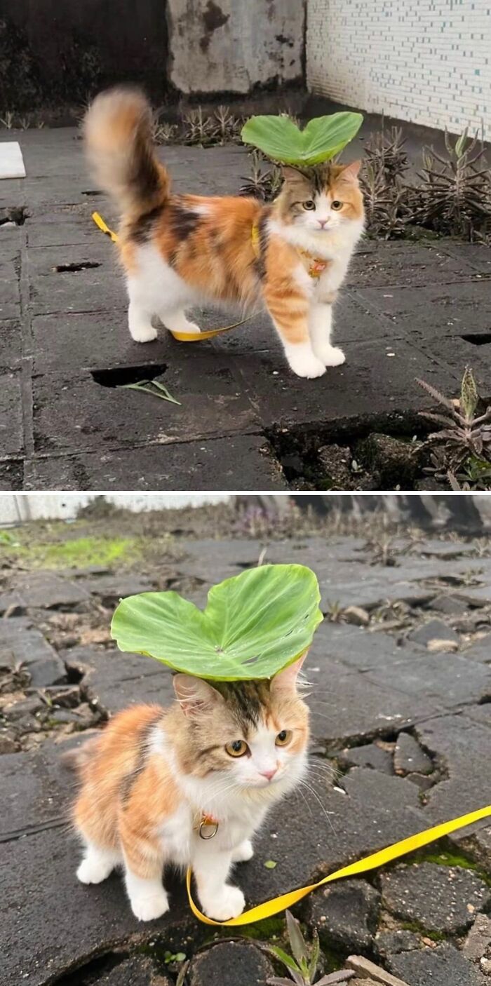 Calico cat with a leafy hat standing on c*****d pavement, showcasing amazing cats with immaculate auras outdoors.