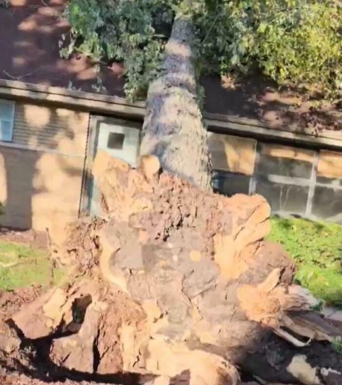 Uprooted tree fallen on a house roof showing one of the worst luck on vacation moments shared in photos.