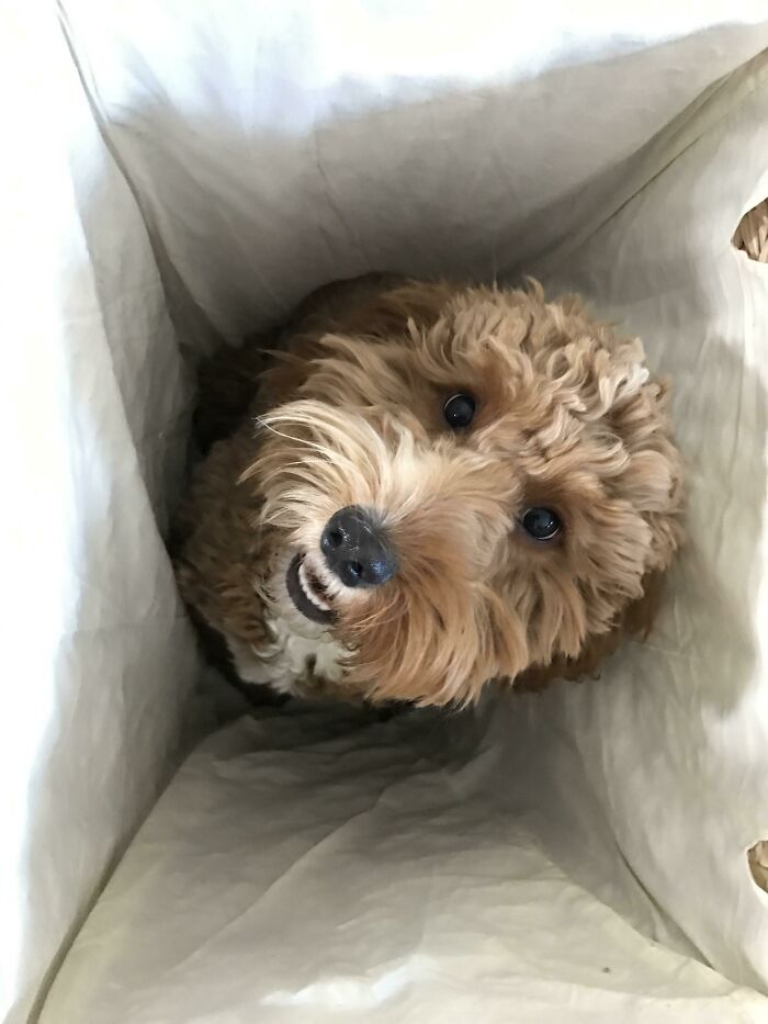 Curly-haired dog inside a laundry hamper, one of the pets who tried hiding from their owners but did a ridiculously bad job.
