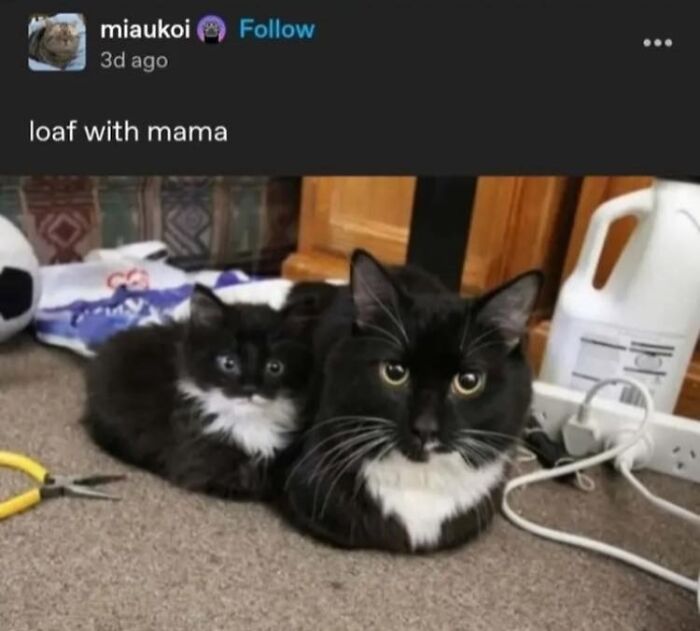 Two black and white cats loafing together inside a home, capturing an adorable animal moment shared online.