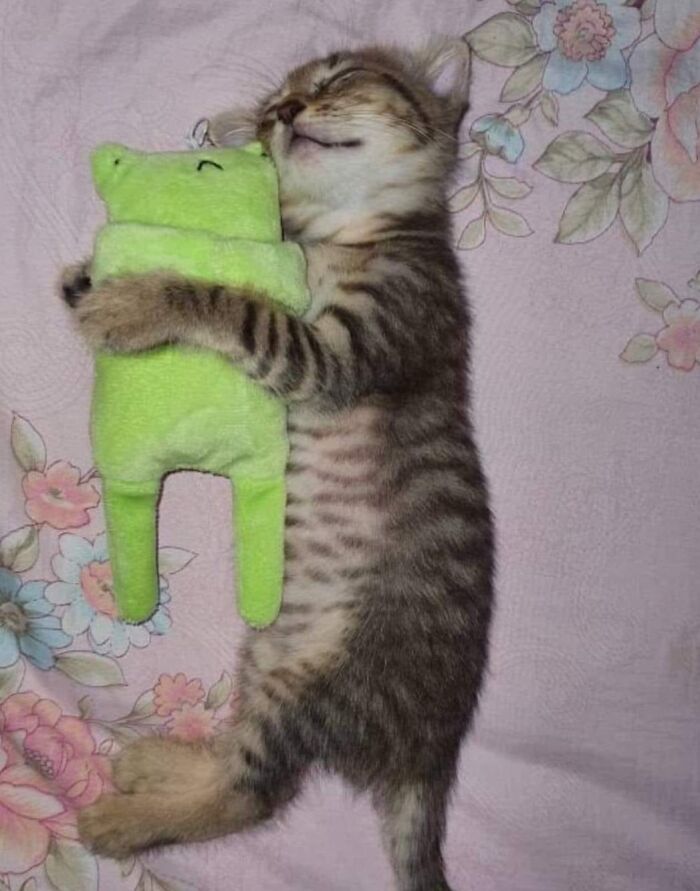 Sleeping kitten hugging a green plush toy on a floral blanket, showcasing adorable and wholesome cat moments.