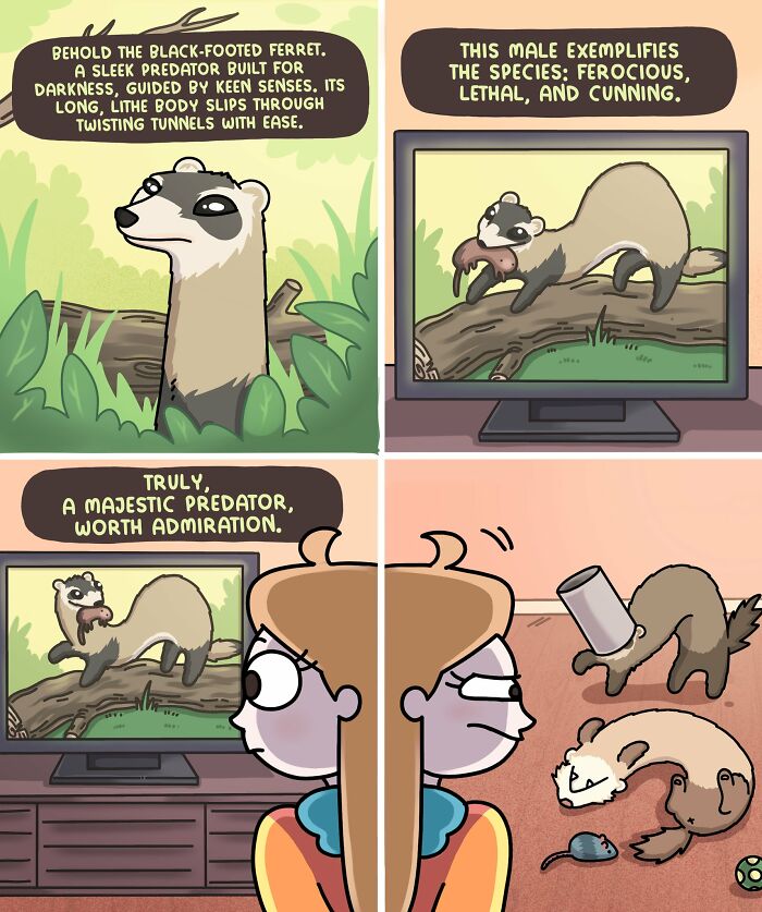 Cartoon showing an artist's contrasting view of ferrets as fierce predators on TV versus playful pets causing mischief at home.