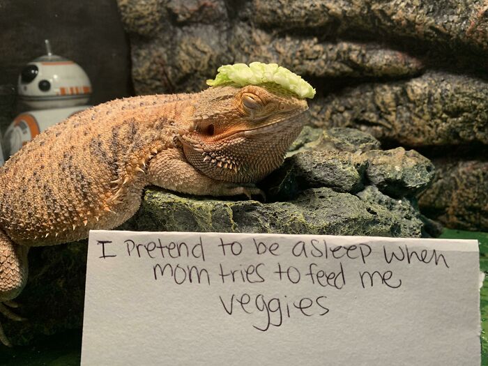 Bearded dragon pet pretending to sleep to avoid eating veggies in a funny pet owner shame photo.