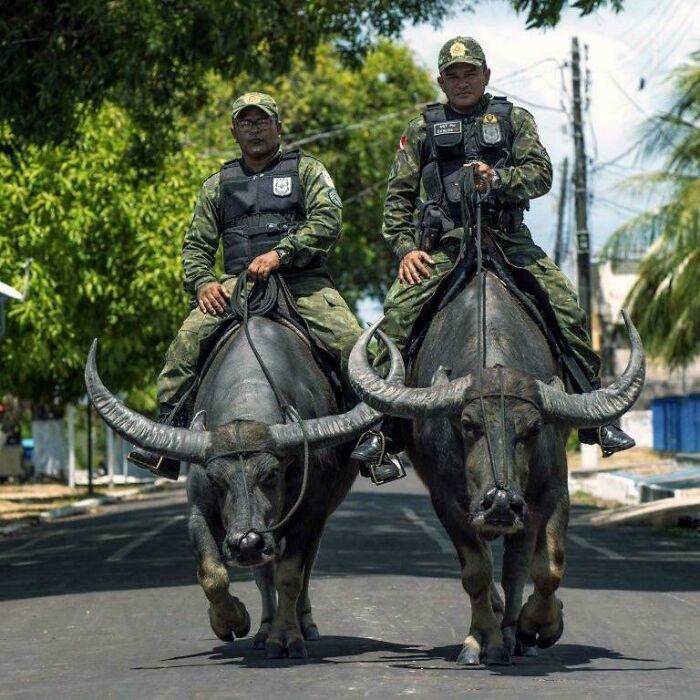 Two soldiers riding large water buffalo on a street