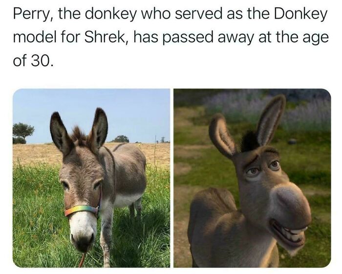 Photo of Perry the donkey, model for Shrek’s Donkey character, standing in green grass with clear blue sky background.