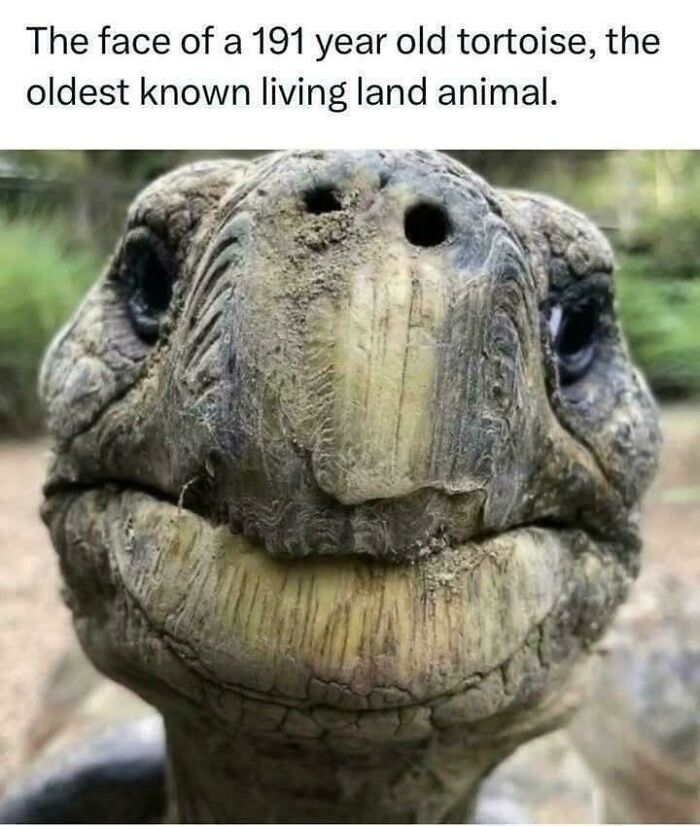 Close-up of the face of a 191-year-old tortoise, the oldest known living land animal in natural outdoor setting.