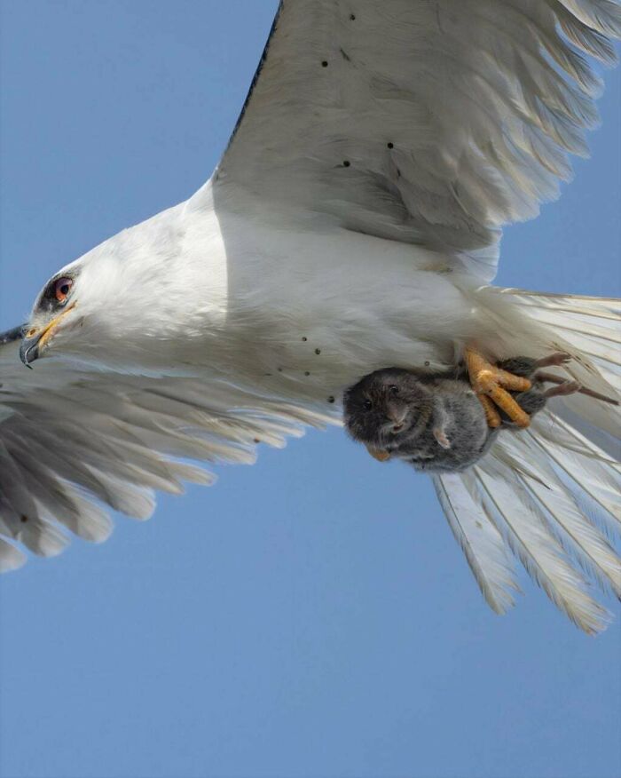 White bird in flight holding a small rodent in its talons against a clear blue sky, natural wildlife moment.