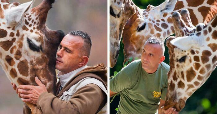 Man interacting closely with giraffes, showcasing fascinating facts about animals that still remain undiscovered to this day.