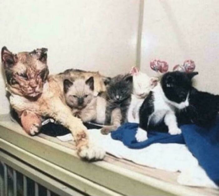 Rare cat with five kittens resting together, showing a still remains undiscovered to this day phenomenon in nature.