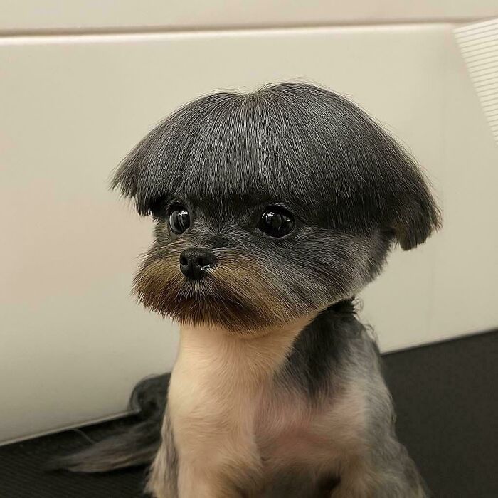 A small dog sports a perfectly coiffed, dark mushroom-shaped haircut, an example of unfortunate haircuts.