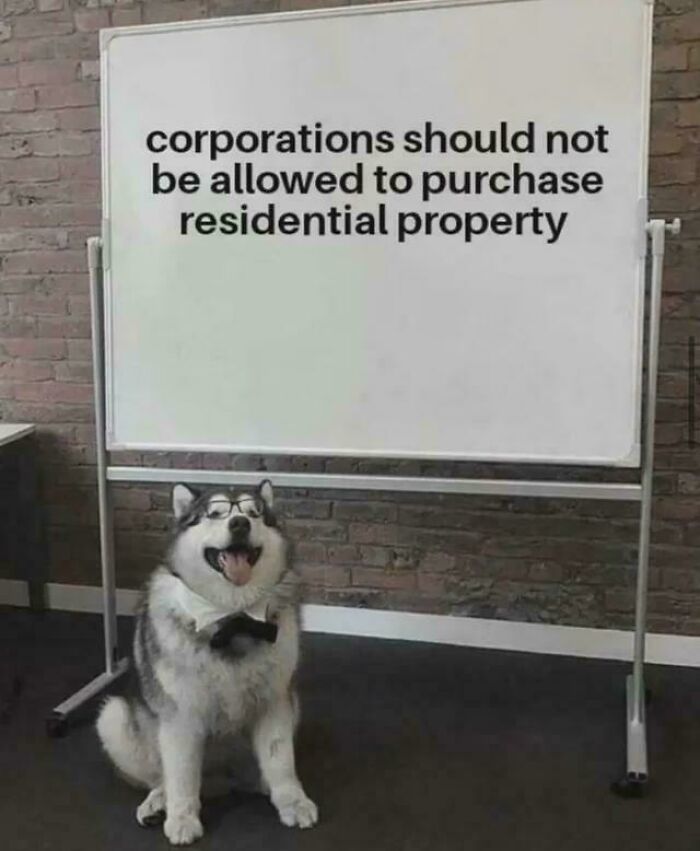 A dog wearing glasses sitting in front of a whiteboard with a message about consumerism and property purchase.