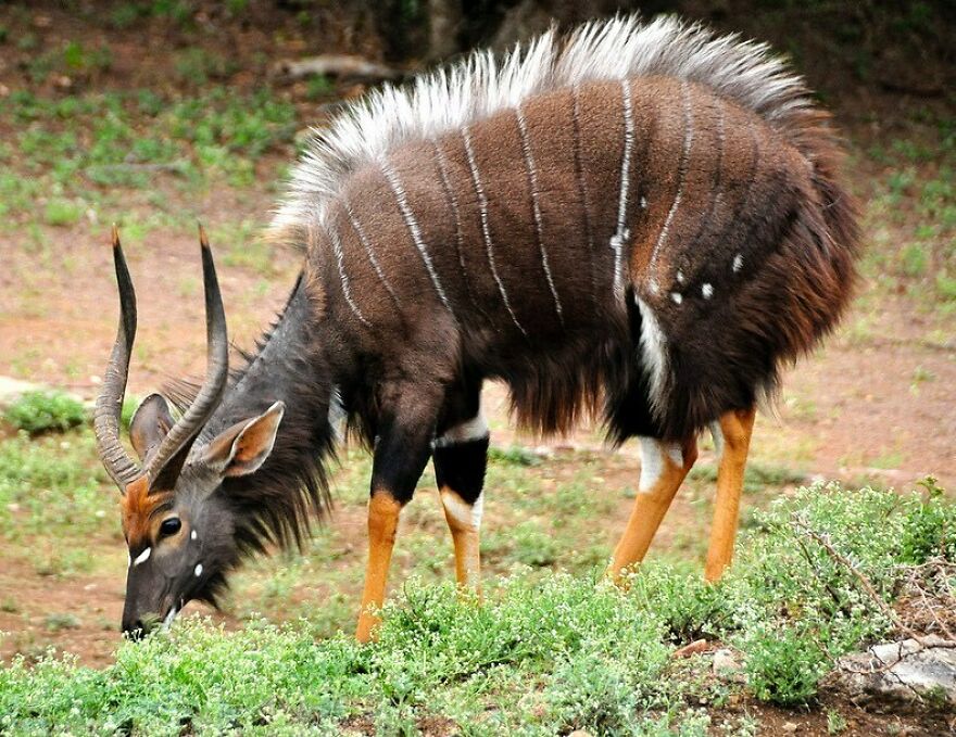 Antelope with curved horns grazing on grass in a natural forest habitat, showcasing wildlife diversity and animal behavior.