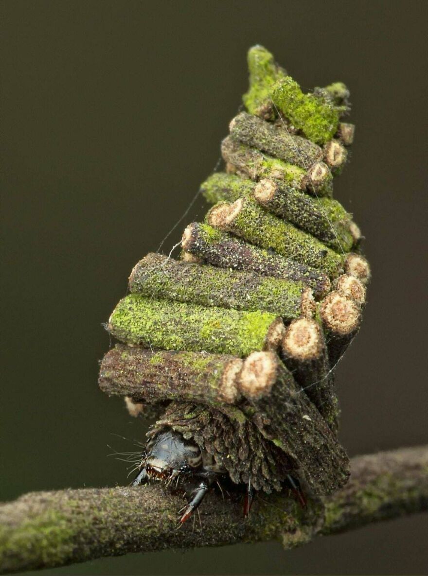 Insect camouflaged with mossy sticks on a branch, showcasing nature’s ability to blend habitats and survival tactics.