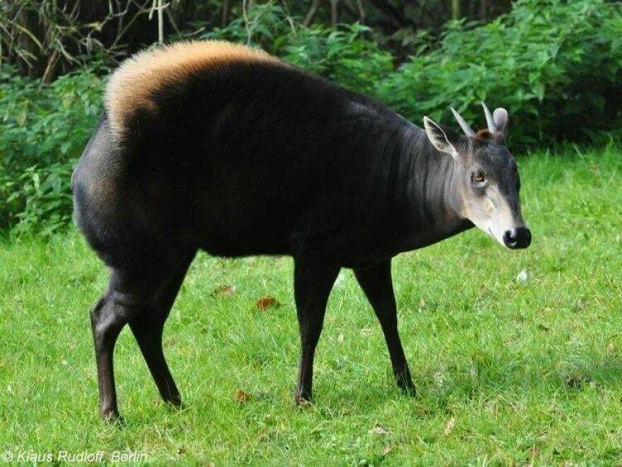 A unique forest animal with dark fur and a light brown ridge on its back standing on green grass.