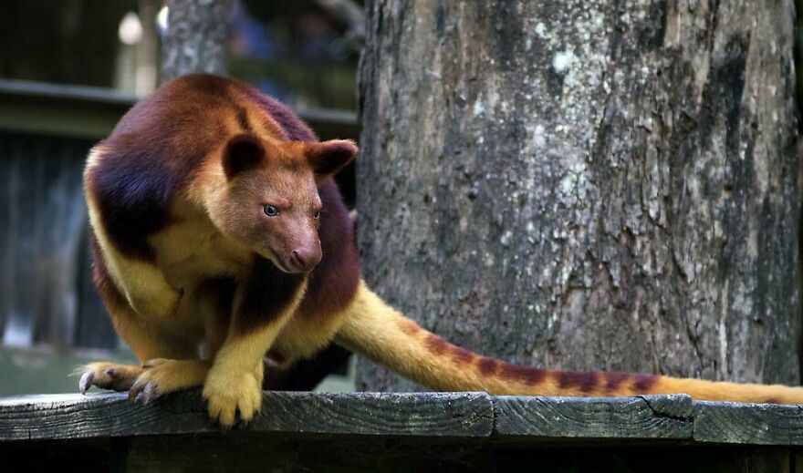 Tiger Quoll with its distinctive spotted tail and reddish-brown fur perched on a wooden surface near a tree trunk.