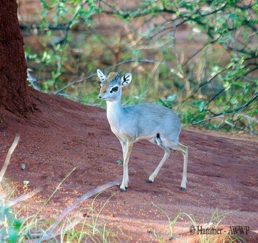 Small antelope standing on red soil near tree, illustrating unique wildlife for Tiger Quoll animals keyword.