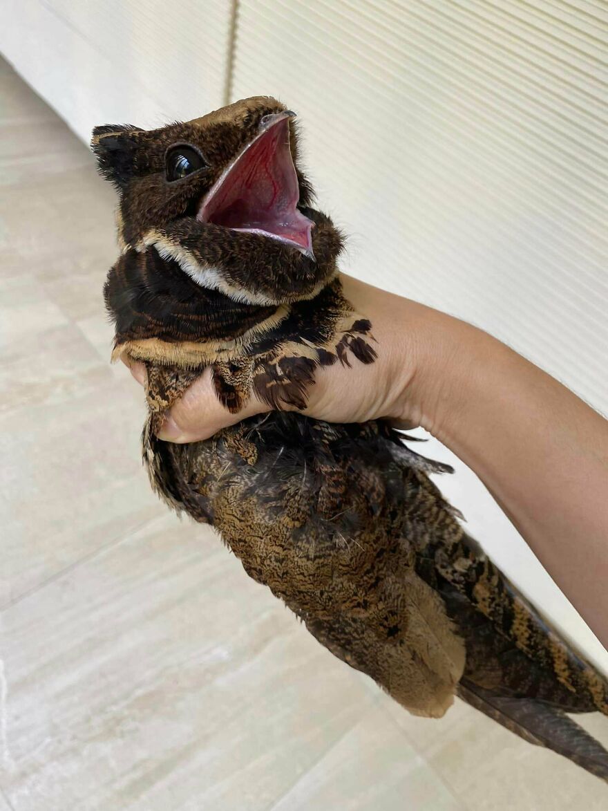 Hand holding a brown and black bird with wide open beak, showing detailed feathers and bright eye in natural light.