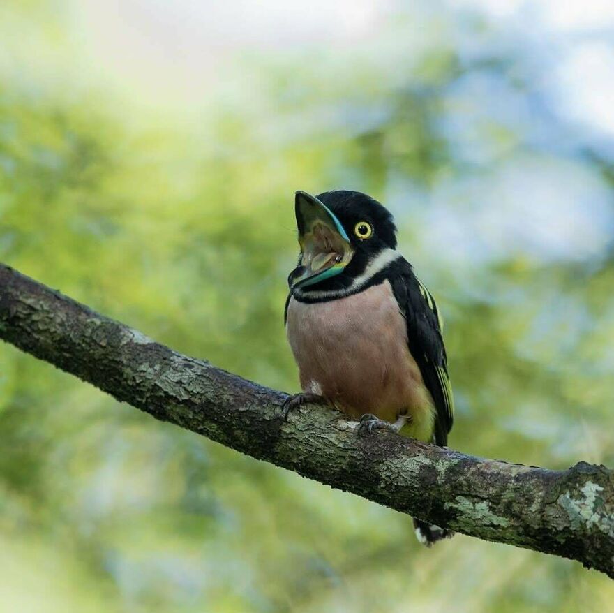 Colorful bird perched on a tree branch with its beak open in a natural forest setting, illustrating wildlife diversity.