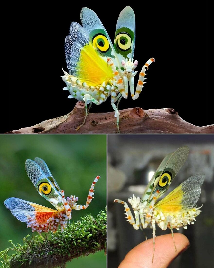 Colorful insect with vibrant wings and patterned eyespots shown in three detailed views on natural backgrounds and a finger.