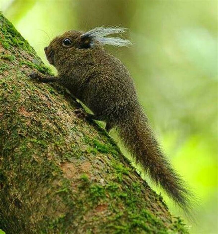 Small mammal resembling a tiger quoll climbing a moss-covered tree trunk in a green forest environment.
