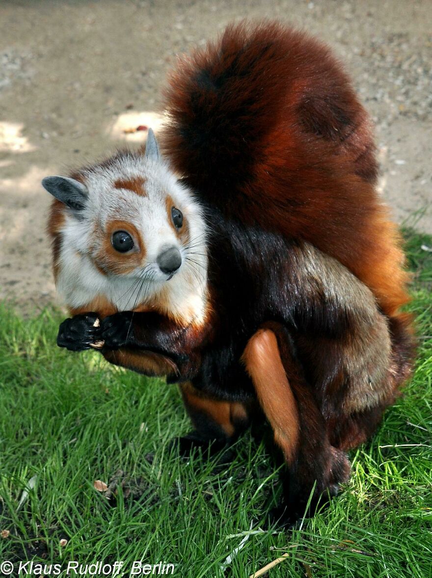 Tiger Quoll with thick reddish fur, large bushy tail, and alert expression, sitting on grass in natural habitat.