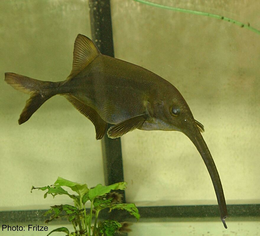 Long-nosed fish swimming near plants in an aquarium, demonstrating unique animal features like the tiger quoll.
