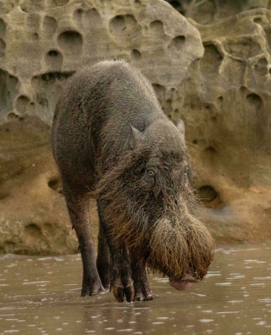 Wild boar with coarse fur and a large snout standing in shallow water near a rocky shore, not a tiger quoll.
