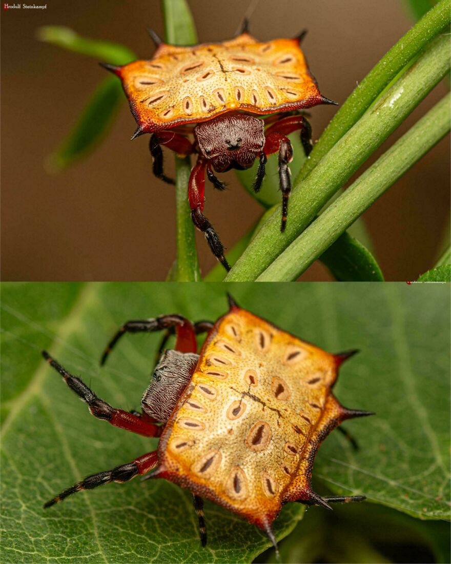 Close-up of a thorny leaf insect with an orange, spiked shell, perched on green leaves in natural habitat.