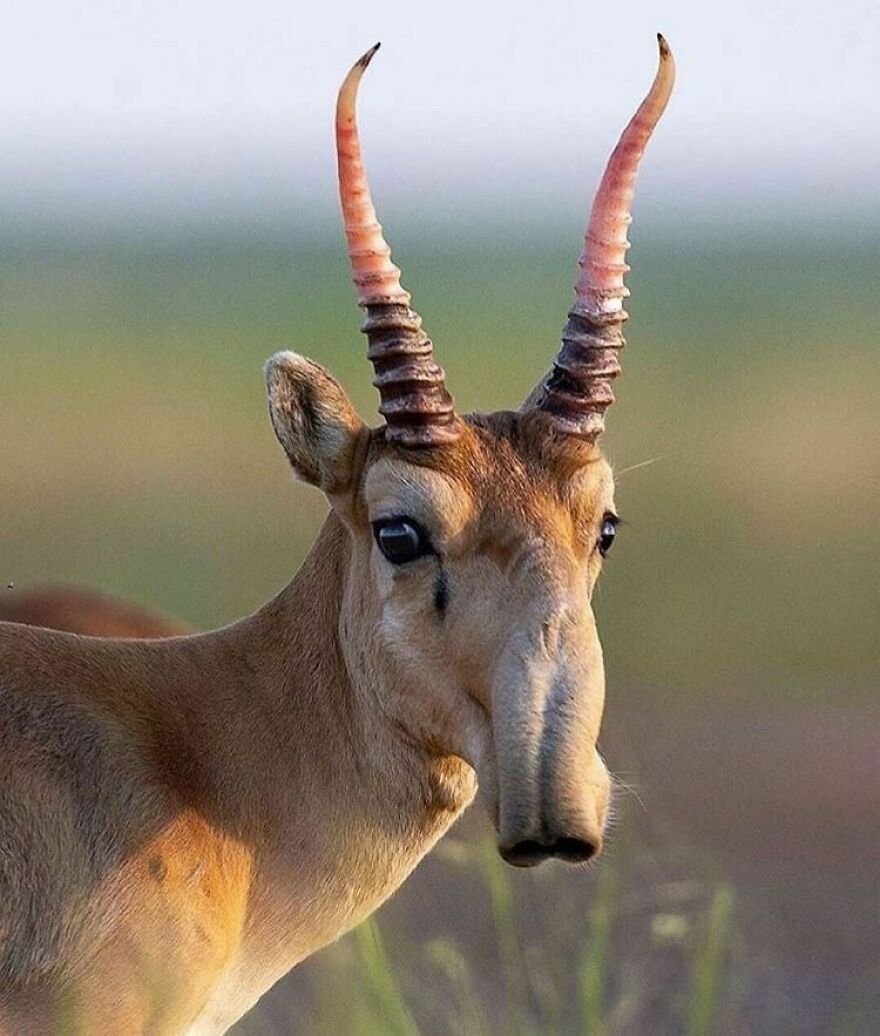 Antelope with long, curved horns and large eyes standing in a blurred natural grassland background.