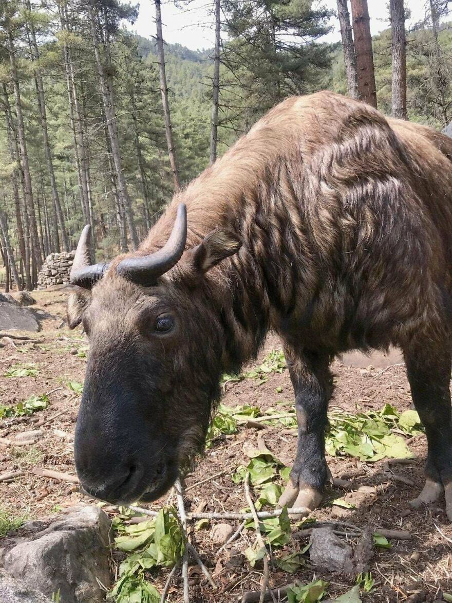 Wild animal with horns and shaggy fur standing in a forest, not a Tiger Quoll but a muskox or similar species.