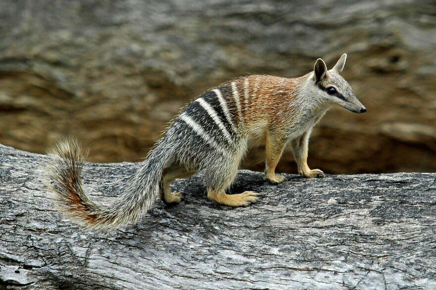 Tiger Quoll standing on a tree trunk showing its distinctive striped fur pattern and bushy tail in natural habitat.