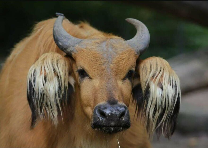 Close-up of a rare animal with large curved horns and long fur tufts resembling a Tiger Quoll's unique features.