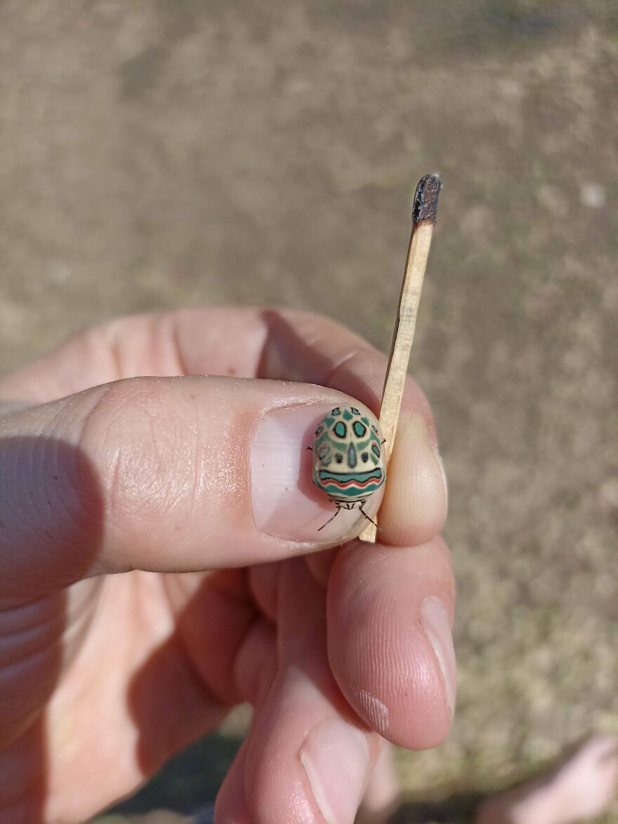 A small colorful insect next to a burnt matchstick, held between fingers, highlighting the size difference and detail.
