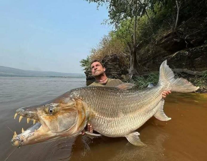 Man holding a large fish with sharp teeth near a riverbank, surrounded by trees and rocky terrain outdoors.
