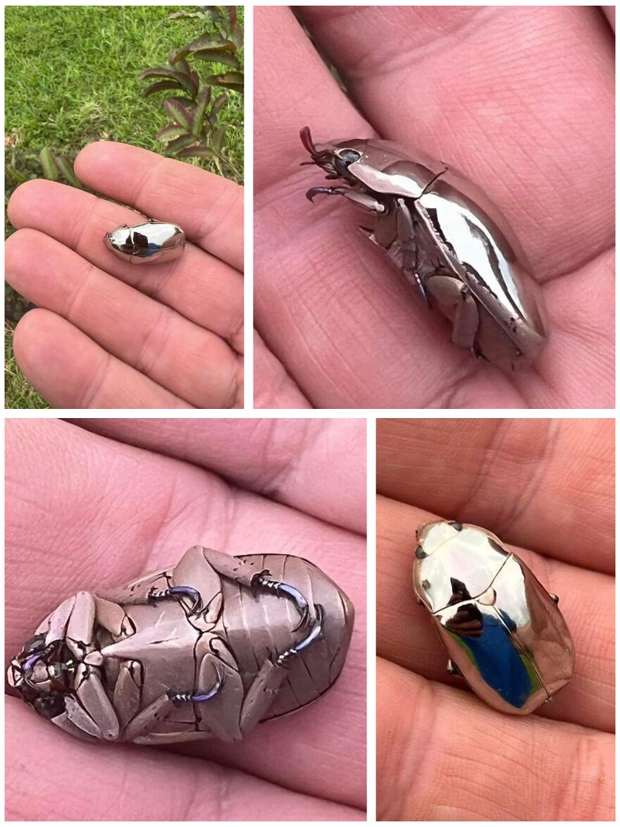 Shiny metallic beetle resting on a person’s hand, showing detailed legs and body close-up in natural light.