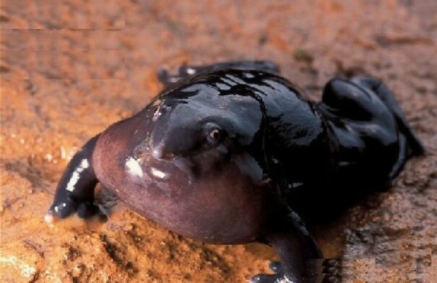 Black tiger quoll resting on wet mud, showcasing its glossy fur and distinctive spotted markings.