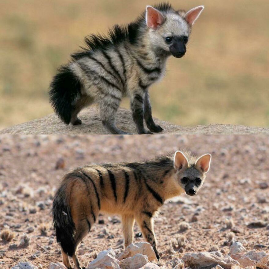 A young and an adult tiger quoll standing on rocky terrain with their distinctive striped fur visible.