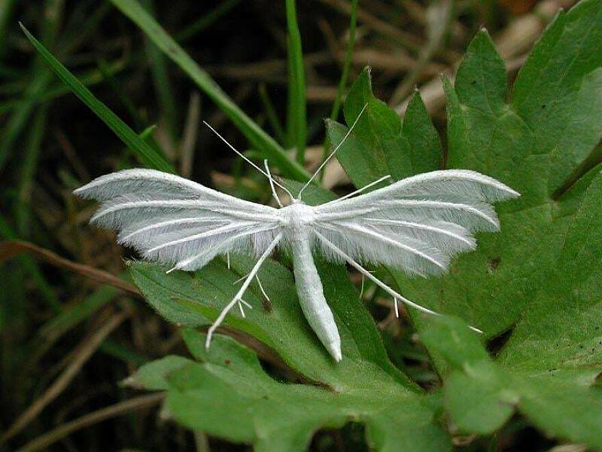 White plume moth resting on green leaves in a natural setting, showcasing delicate feather-like wings and slender body.