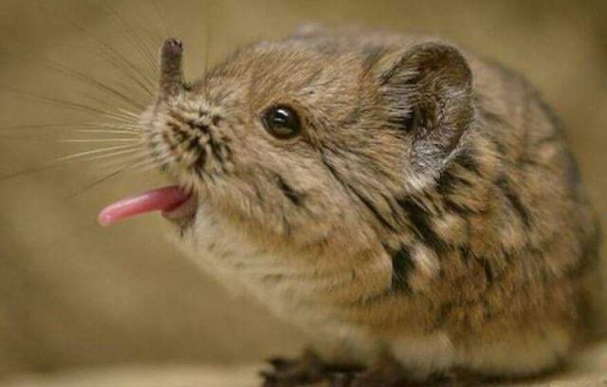 Close-up of a tiger quoll with its tongue out, showing detailed fur and whiskers against a blurred background.