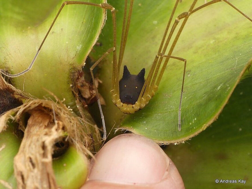 Close-up of a long-legged spider resting on green leaves near a human finger in natural habitat.